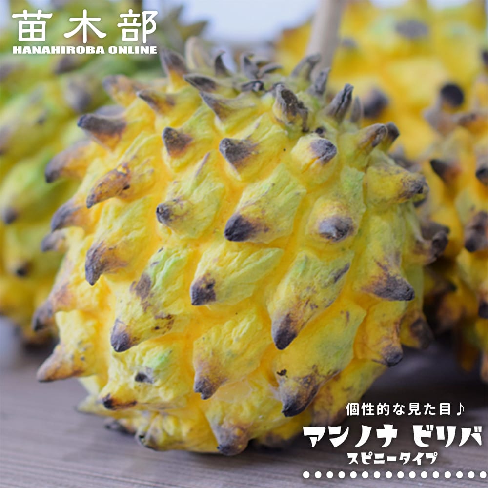 バンレイシ ビリバ スピニータイプ 