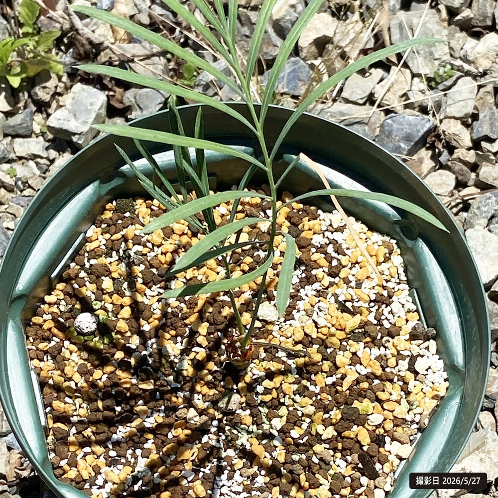 専用ご検討中【塊根植物】サイカス カイルンシアナ 国内実生 ソテツ 5株おまとめ ソテツ カイルンシアナ 苗 販売 苗木部 By 花ひろばオンライン