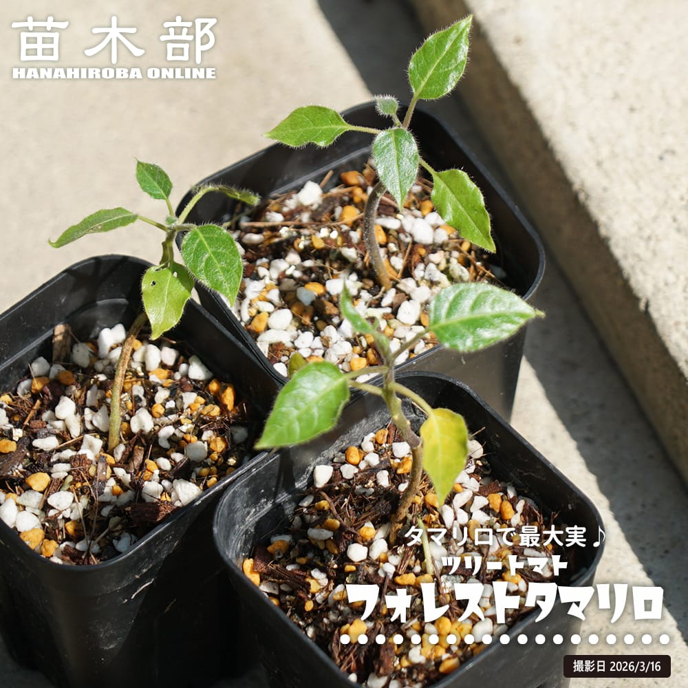 タマリロ フォレストタマリロ 2