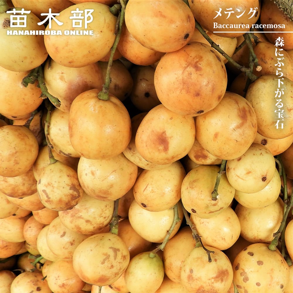 バカウレア・ラセモサ メテング 