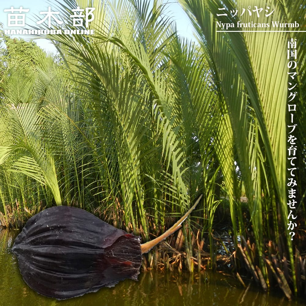 ニッパヤシ  4