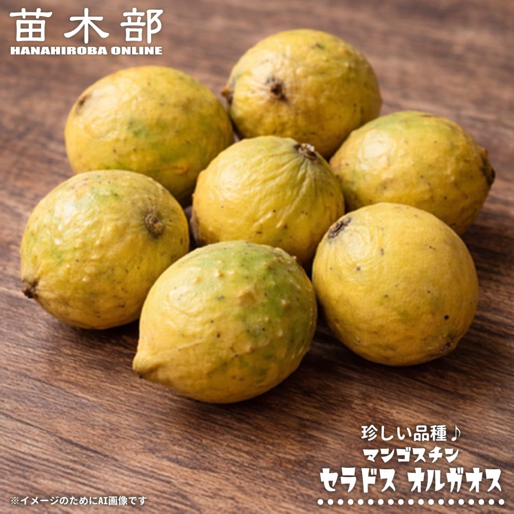 マンゴスチン セラ ドス オルガオス 