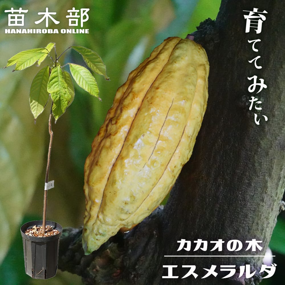 カカオ エスメラルダ 