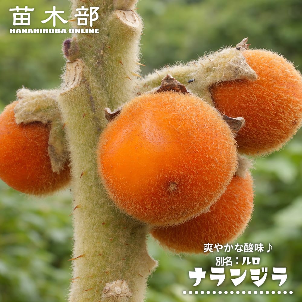ナランジラ ナランジラ 