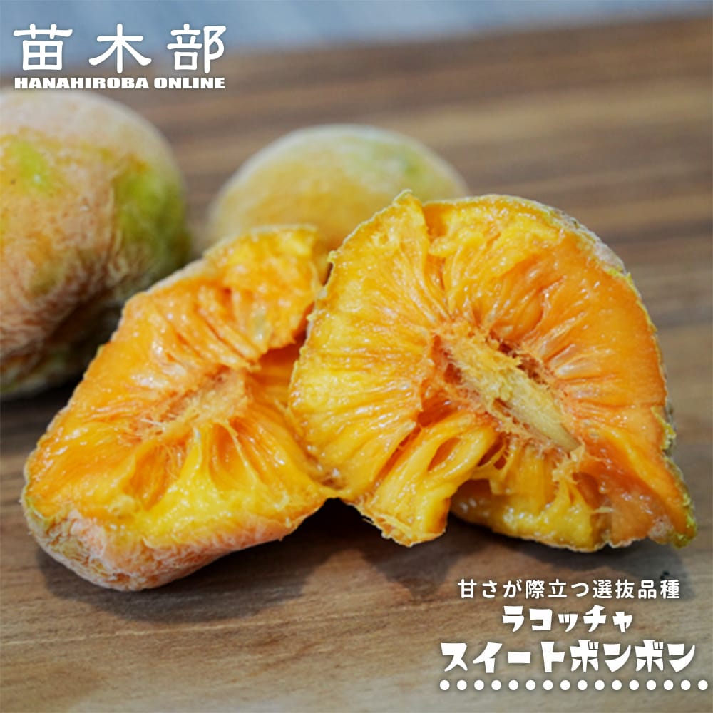 ラコッチャ スイートボンボン種 