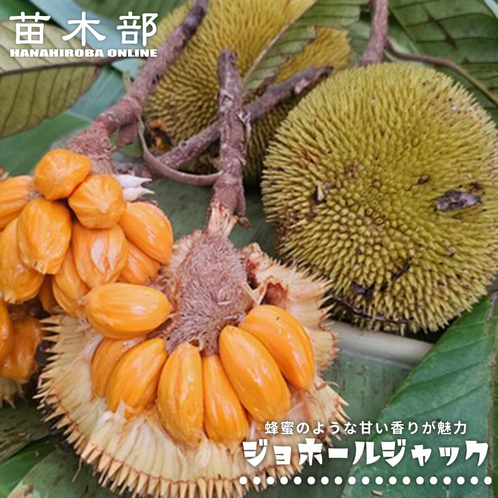 ジャックフルーツ ジョホールジャック 