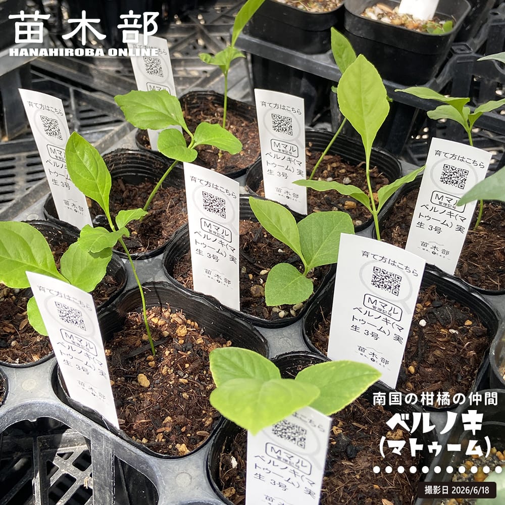 ベルノキ 実生 2