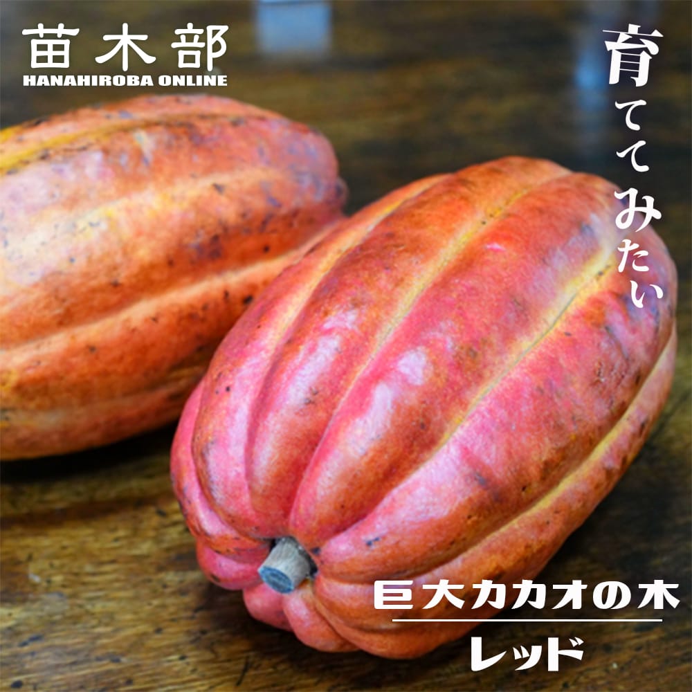 カカオ 巨大カカオ レッド 