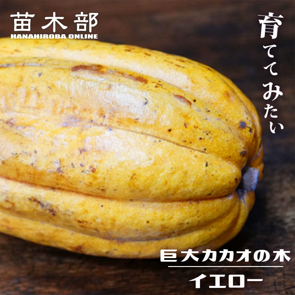 カカオ 巨大カカオ イエロー 