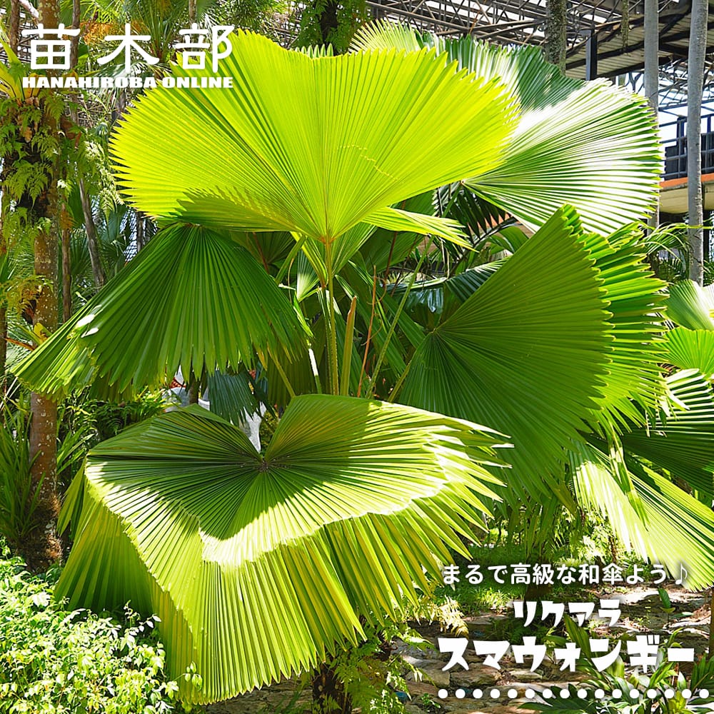 ヤシ リクアラ ペルタータ スマウォンギー 