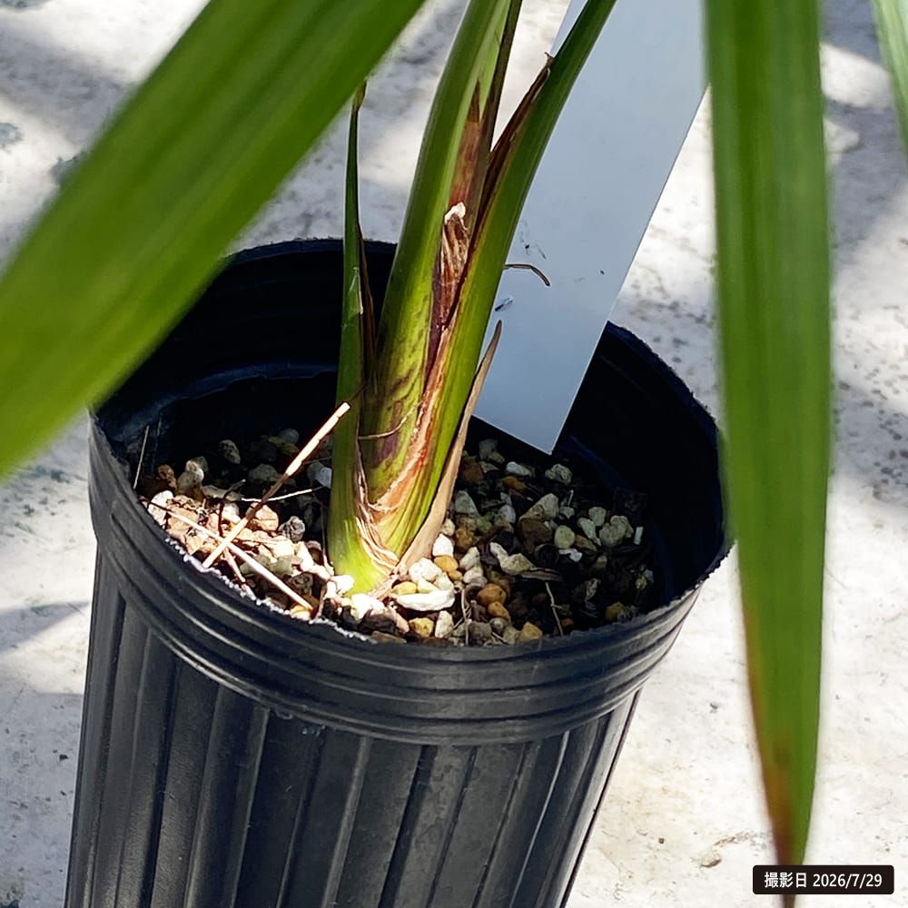 ヤシ ラフィアパーム 1