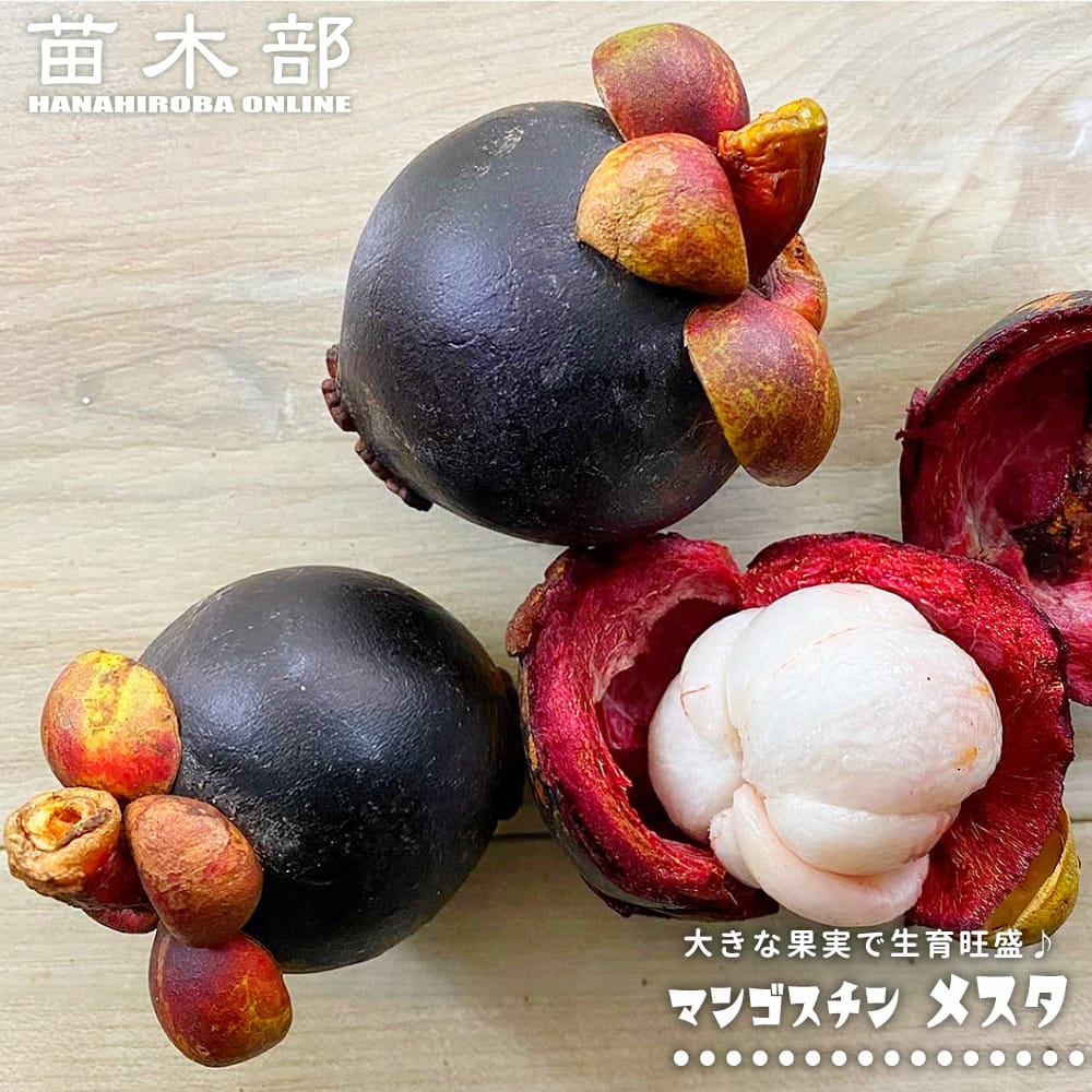 マンゴスチン メスタ 