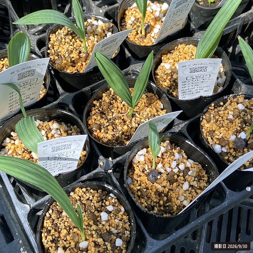 Bala の大株です。花付きが良く、繰り返し咲く丈夫で育てやすい人気品種です。 サバルヤシ サバンナ サバル 苗 販売 苗木部 By 花ひろばオンライン