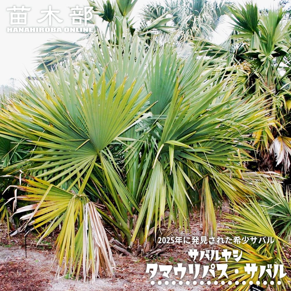 ヤシ タマウリパス サバル 