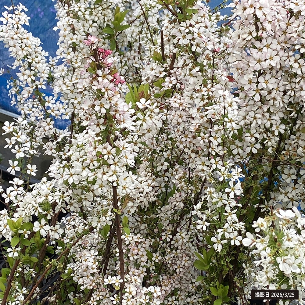 ユキヤナギ ピンクユキヤナギ 5