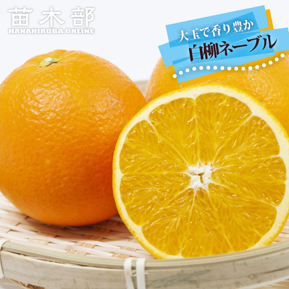 柑橘 白柳ネーブル 