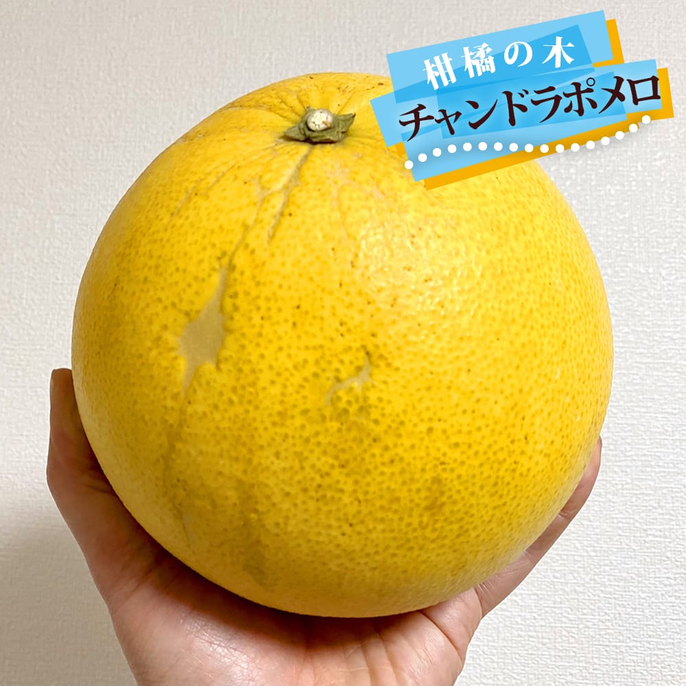 柑橘 チャンドラポメロ 