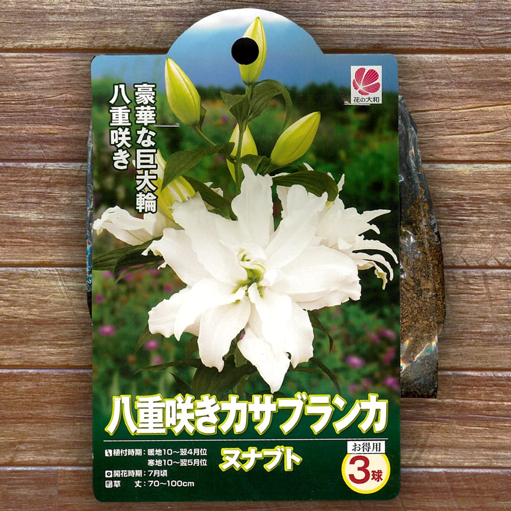 ユリ 八重咲きカサブランカ 
