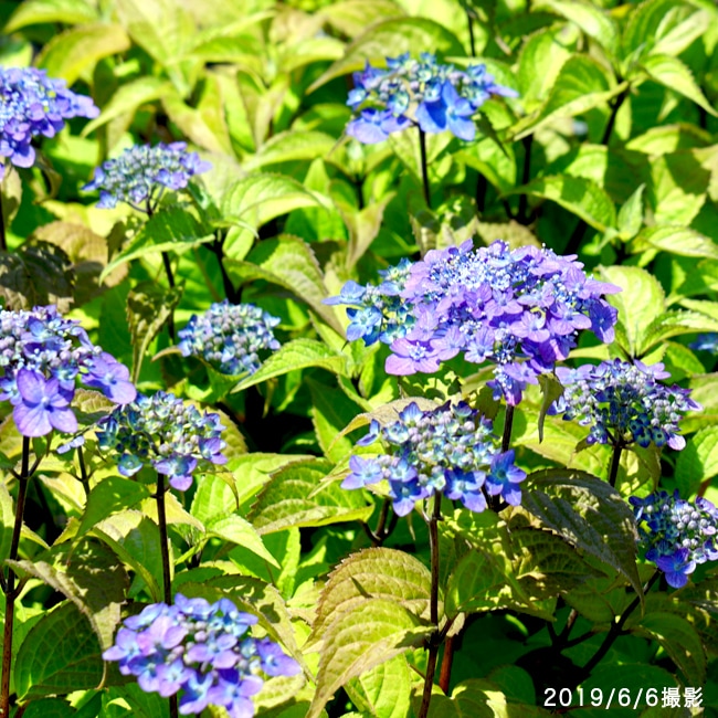アジサイ 坊ヶ鶴てまり 2