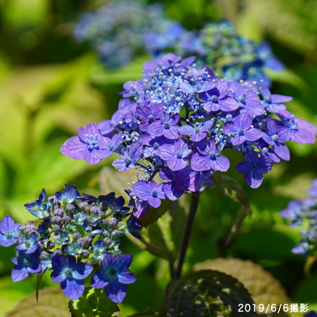 アジサイ 坊ヶ鶴てまり 1