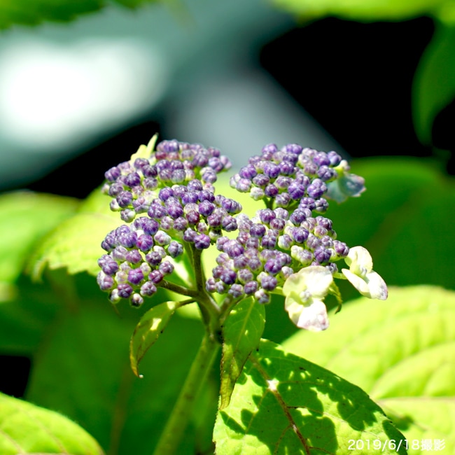 やまあじさい　小田虹
