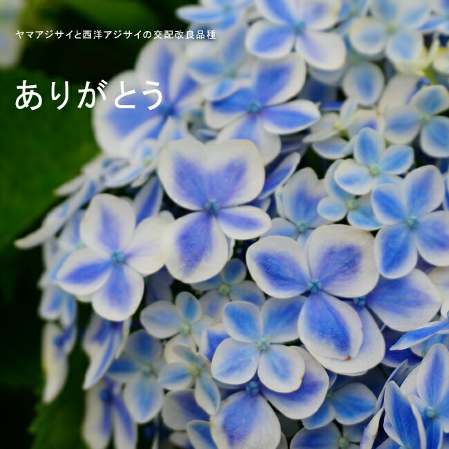 アジサイ ありがとう