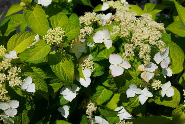 アジサイ 紅額 2