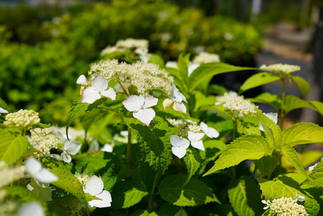 アジサイ 紅額 1