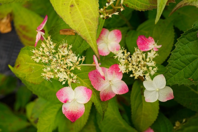 アジサイ 紅額 3