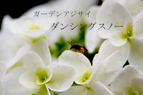   あじさい 苗 【ダンシングスノー