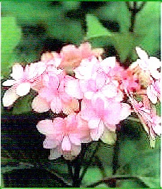 アジサイ 羽衣の舞 