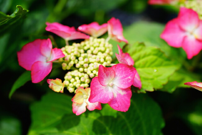 アジサイ 火渡り 1