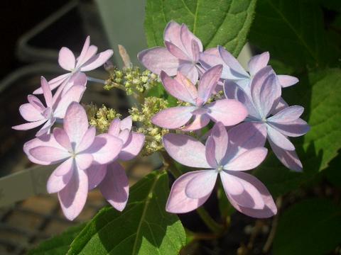 アジサイ 石鎚の光 