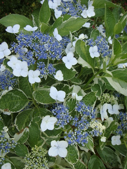 アジサイ 恋路ヶ浜 1