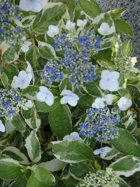 アジサイ 恋路ヶ浜 