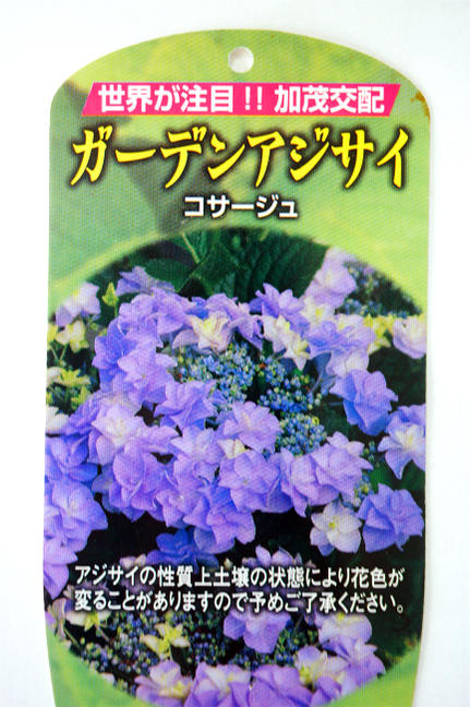 アジサイ コサージュ 1