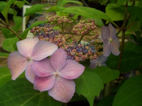 アジサイ 黒姫 1