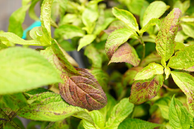 アジサイ 黒姫 2