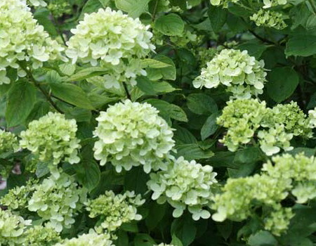 ノリウツギ 【リトルライム】 