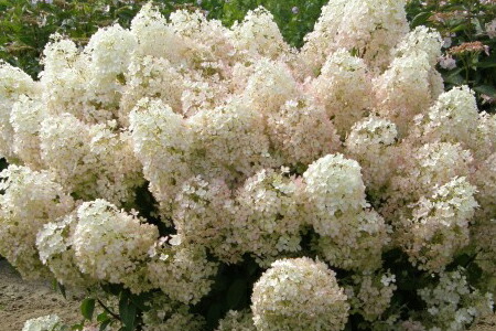 ノリウツギ　リトルホイップ