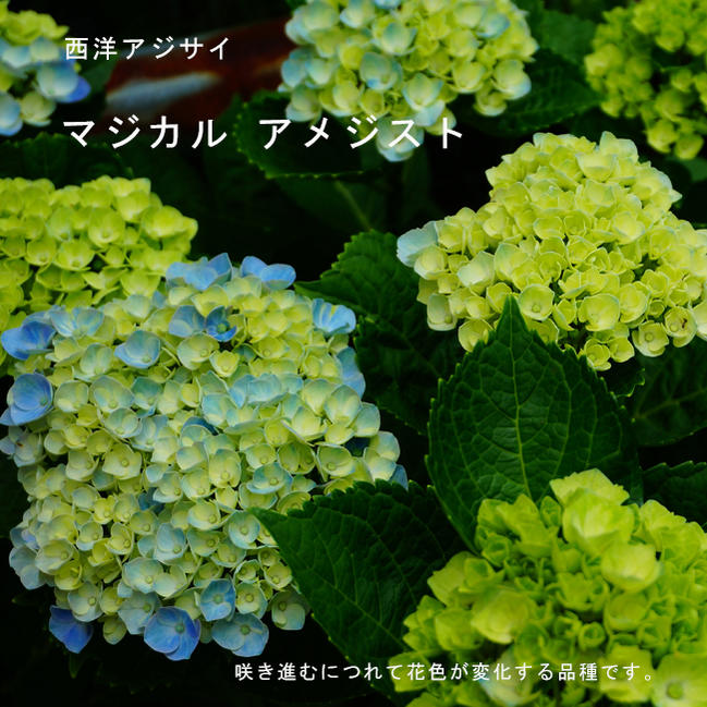アジサイ マジカルアメジスト 