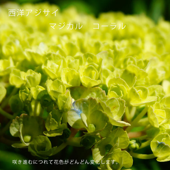 アジサイ マジカル コーラル 