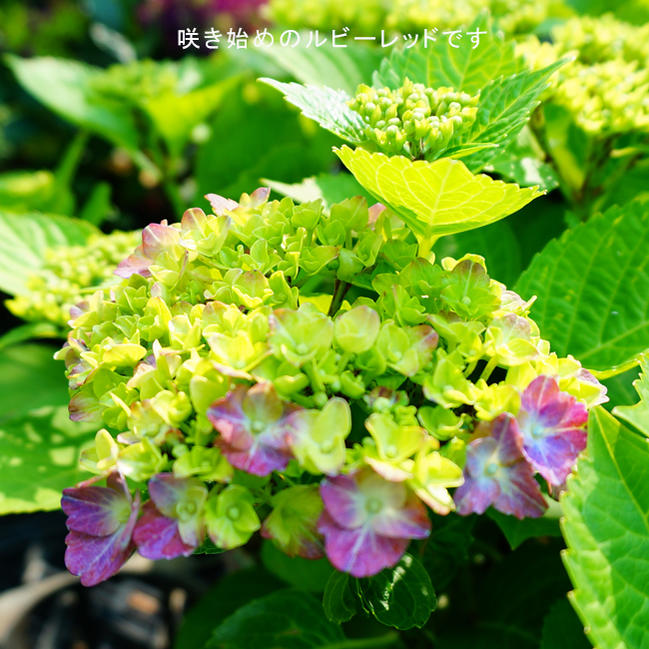 あじさい 【マジカル ルビーレッド】