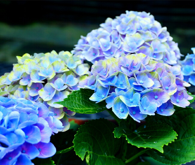 アジサイ マジカルアメジスト 1