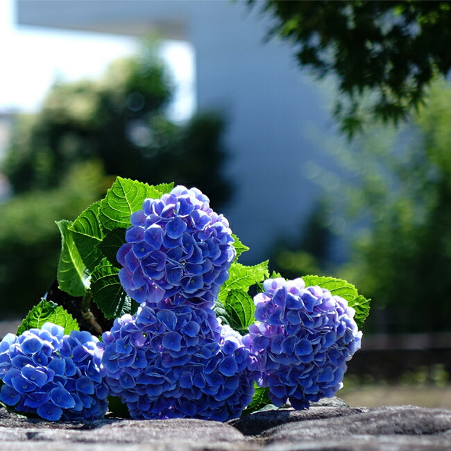 アジサイ マジカルアメジスト 1