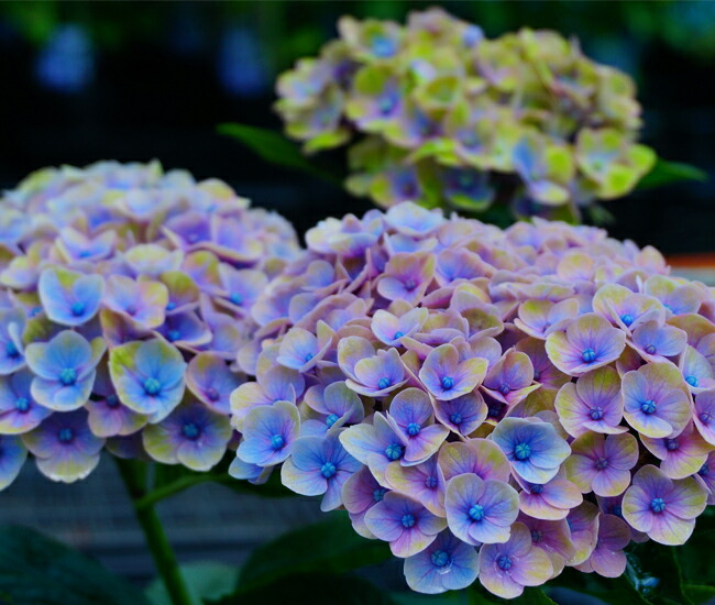 アジサイ マジカル コーラル 