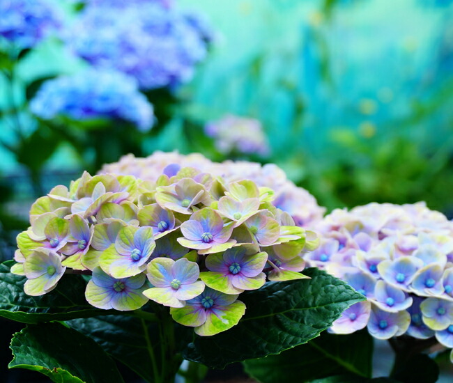 アジサイ マジカル コーラル 1