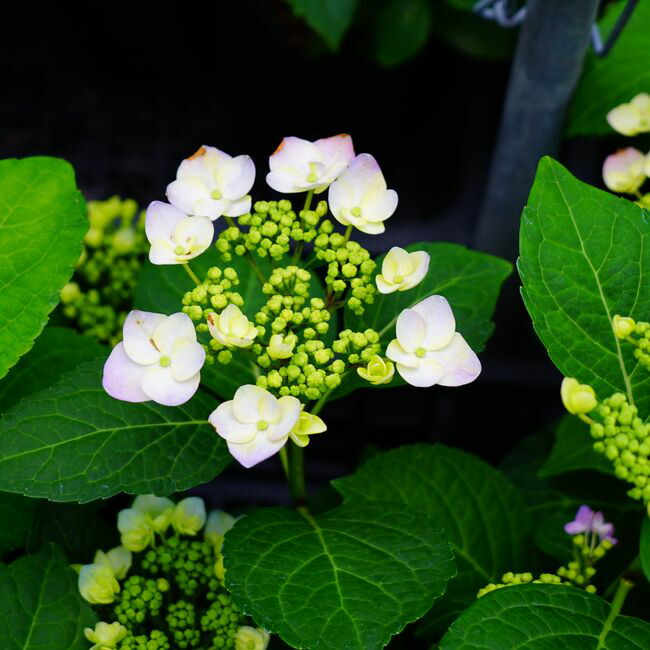 アジサイ モダンタイムス の花