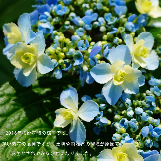 アジサイ おはよう 