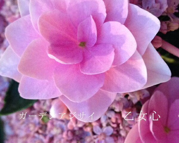 アジサイ 乙女心 
